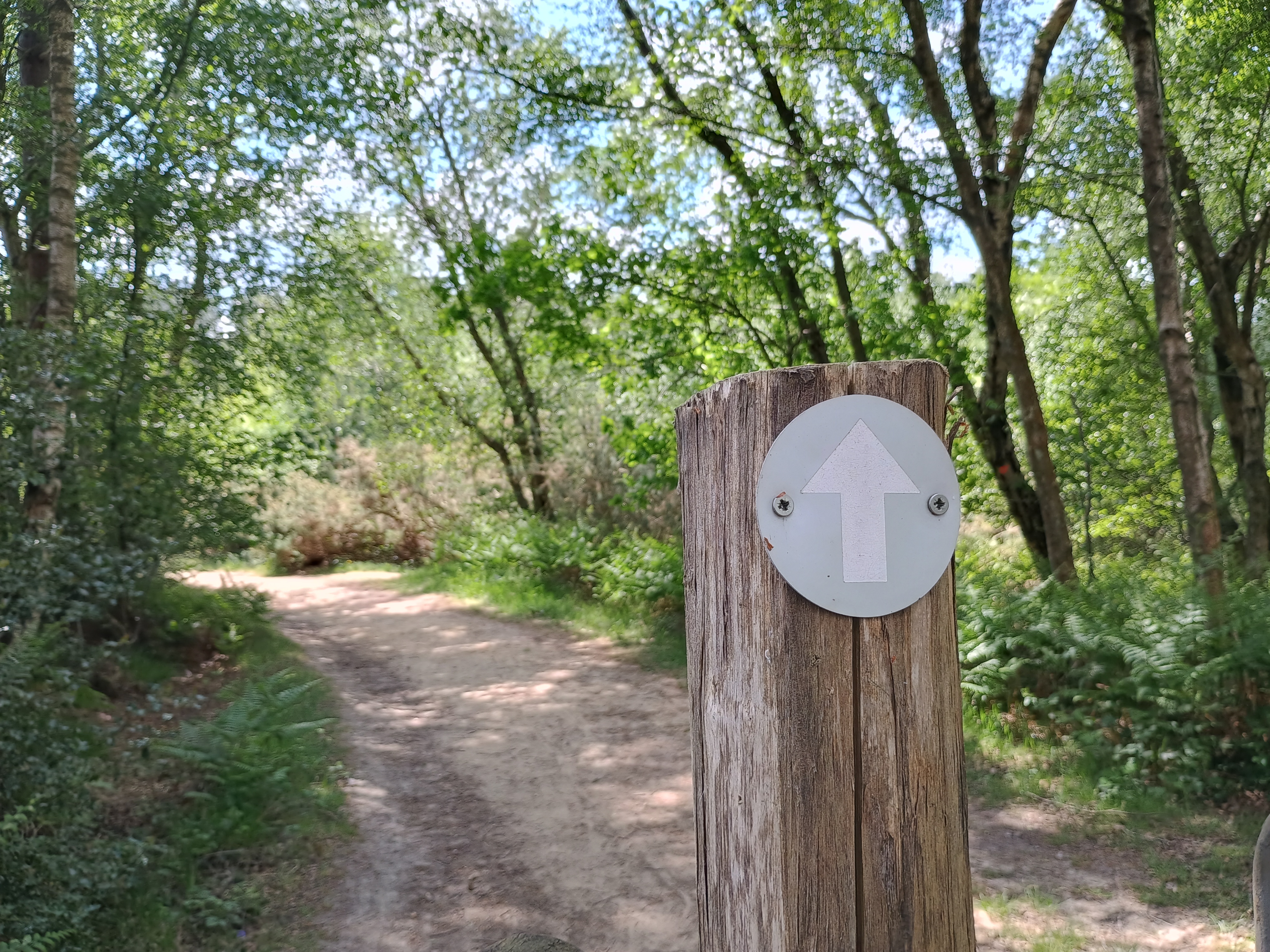 Eridge – Broadwater Warren & Eridge Rocks 3.5m – 123 Walks