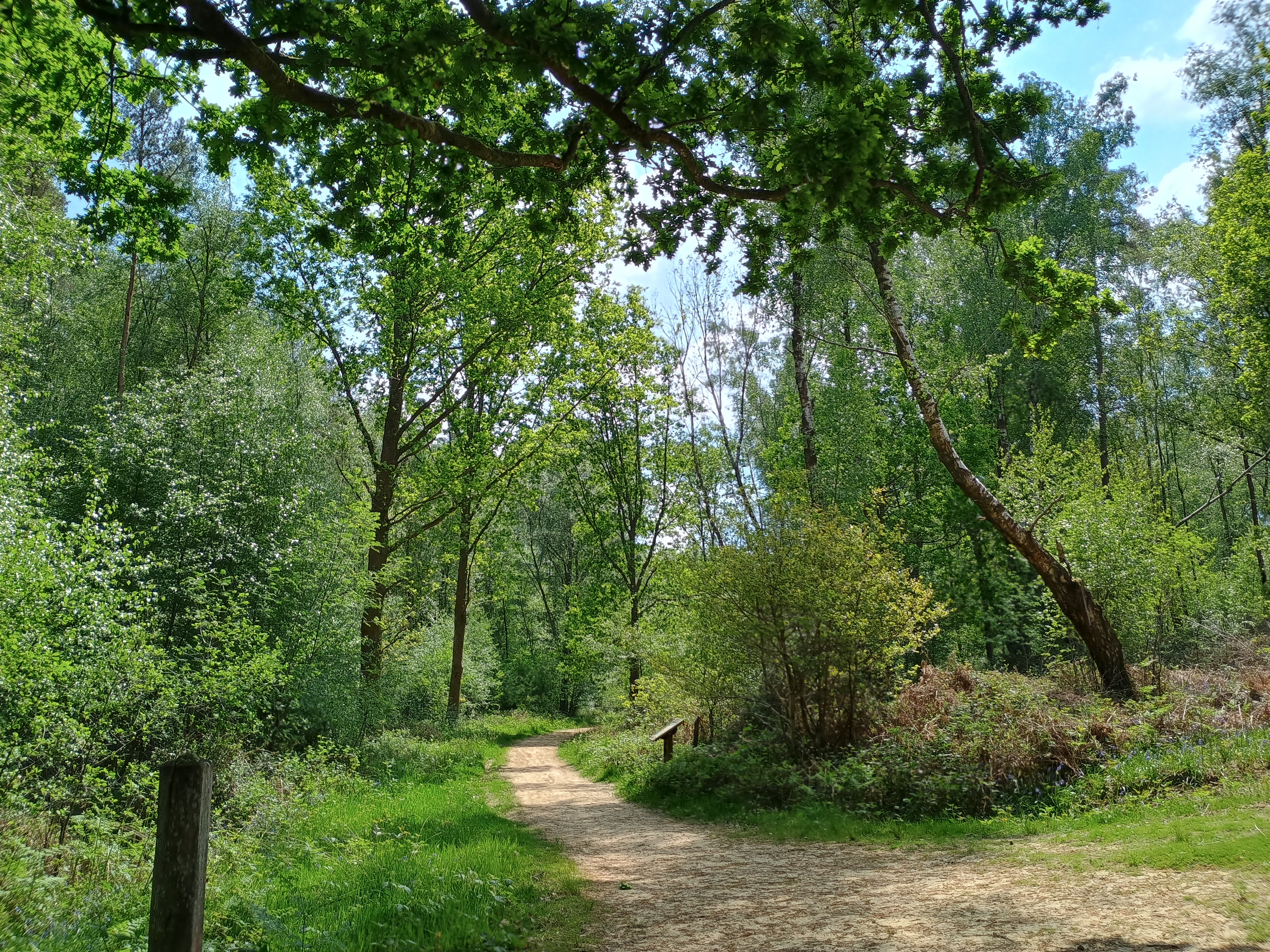 Eridge – Broadwater Warren & Eridge Rocks 3.5m – 123 Walks